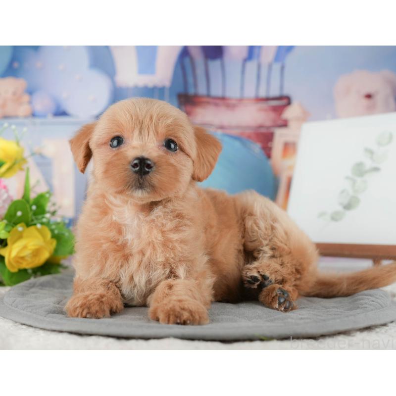 販売中の神奈川県のマルプー:マルチーズ×トイプードル-425960の14枚目