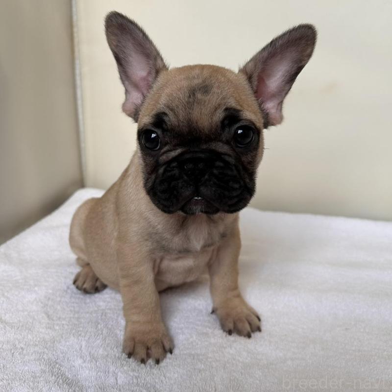 成約済の東京都のフレンチブルドッグ-420075の5枚目