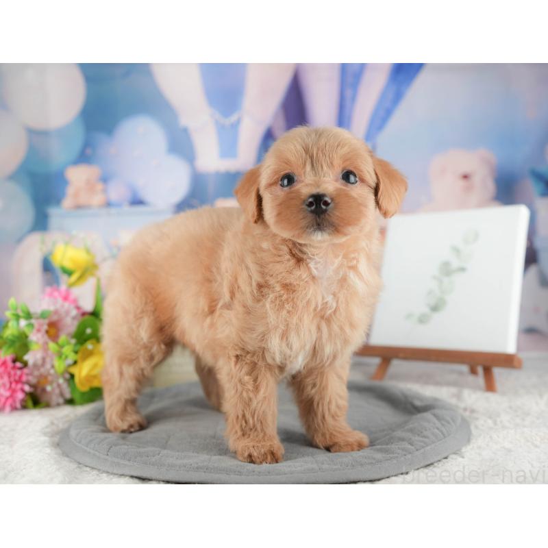 販売中の神奈川県のマルプー:マルチーズ×トイプードル-425960の13枚目