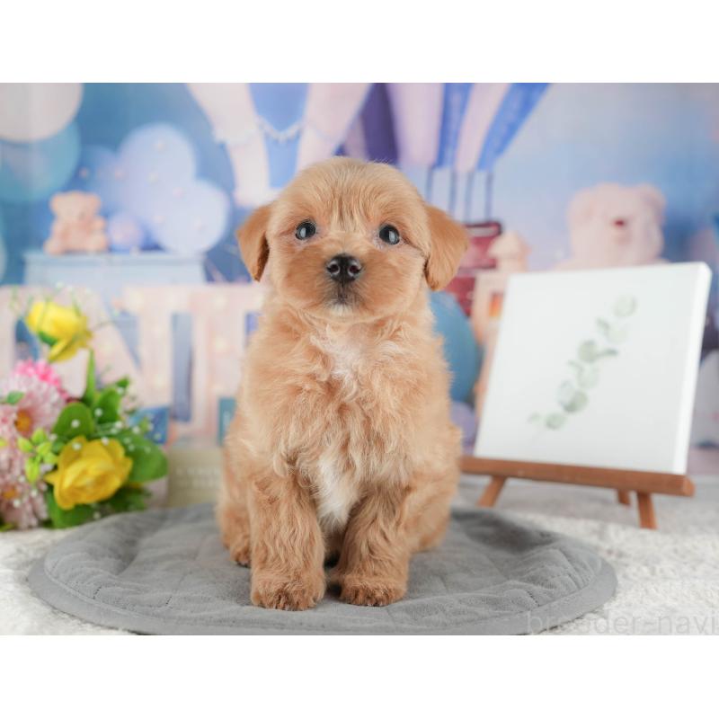 販売中の神奈川県のマルプー:マルチーズ×トイプードル-425960の12枚目