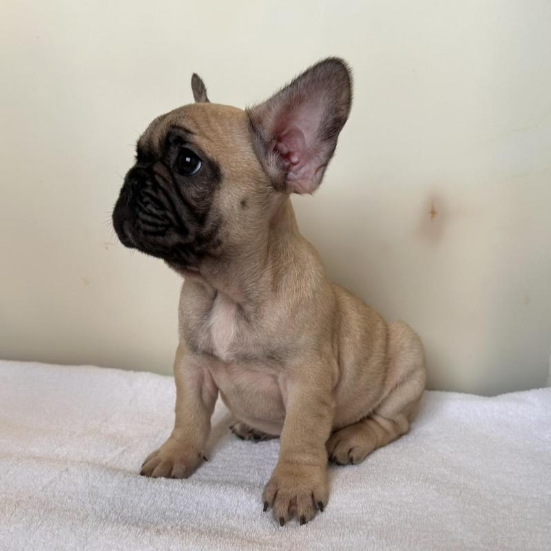 成約済の東京都のフレンチブルドッグ-420075の4枚目