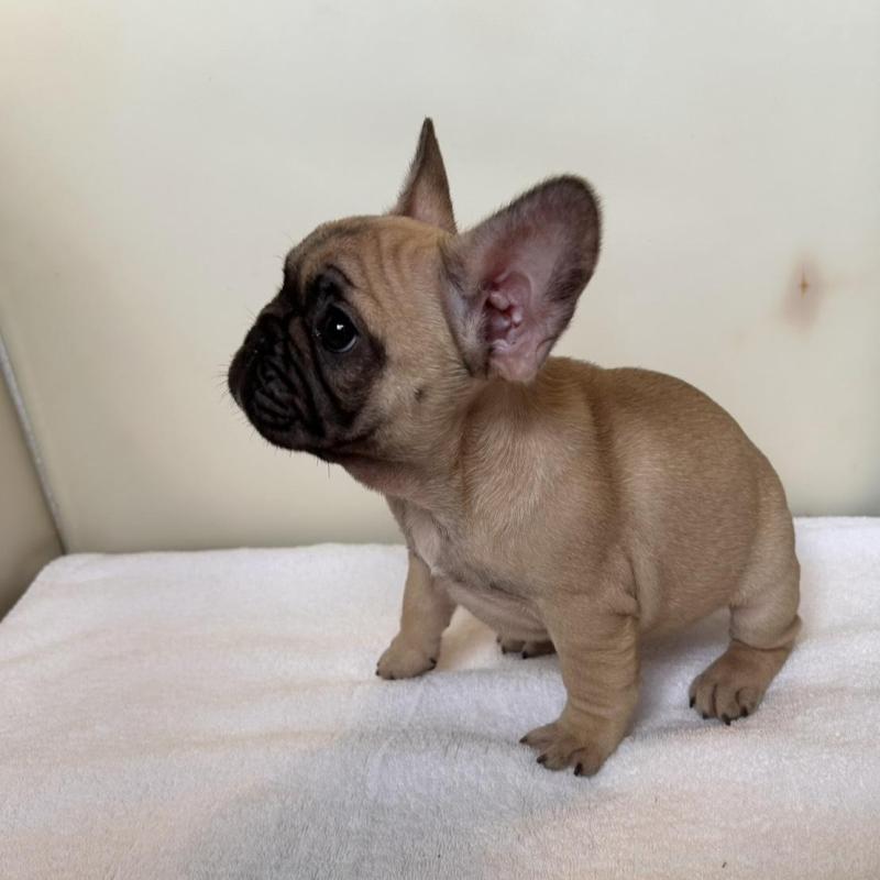 成約済の東京都のフレンチブルドッグ-420075の3枚目