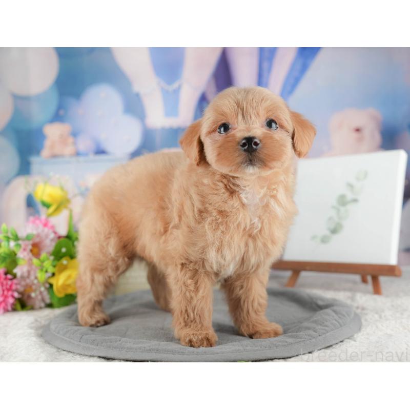 販売中の神奈川県のマルプー:マルチーズ×トイプードル-425960の10枚目