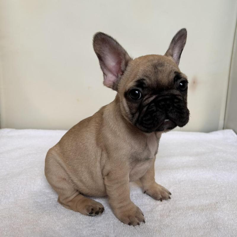 成約済の東京都のフレンチブルドッグ-420075の2枚目