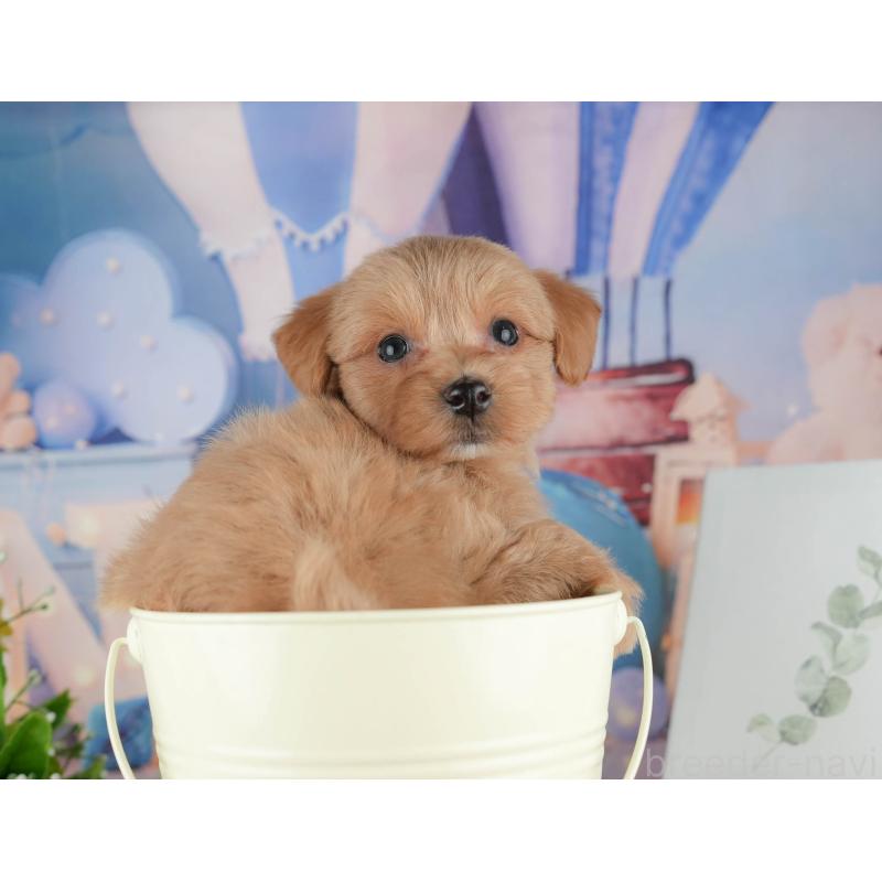 販売中の神奈川県のマルプー:マルチーズ×トイプードル-425960の8枚目