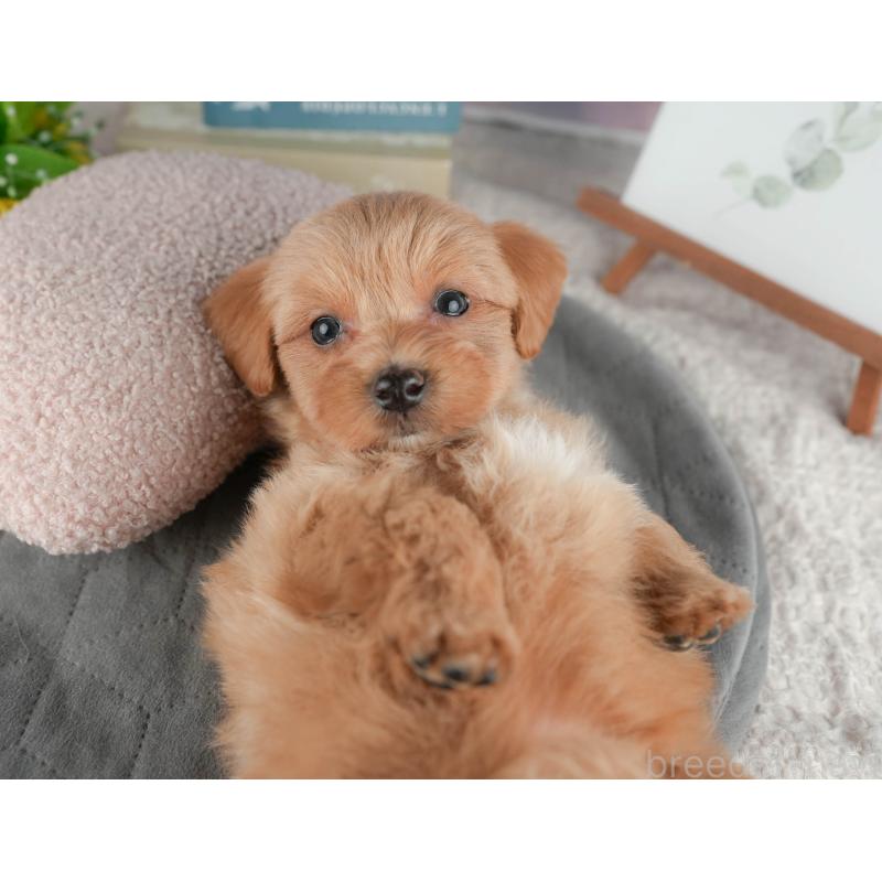 販売中の神奈川県のマルプー:マルチーズ×トイプードル-425960の7枚目