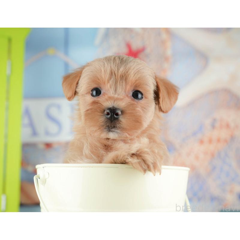 販売中の神奈川県のマルプー:マルチーズ×トイプードル-425964の16枚目