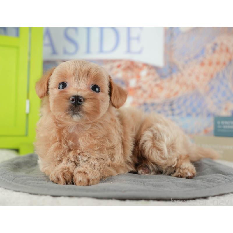 販売中の神奈川県のマルプー:マルチーズ×トイプードル-425964の14枚目