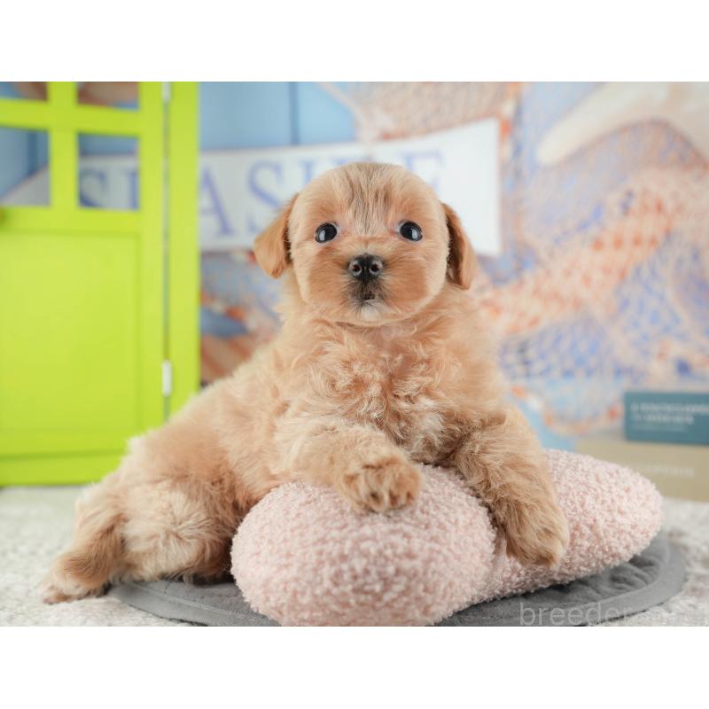 販売中の神奈川県のマルプー:マルチーズ×トイプードル-425964の13枚目