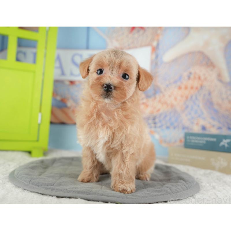 販売中の神奈川県のマルプー:マルチーズ×トイプードル-425964の9枚目