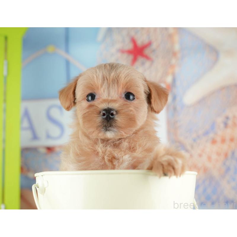 販売中の神奈川県のマルプー:マルチーズ×トイプードル-425964の7枚目