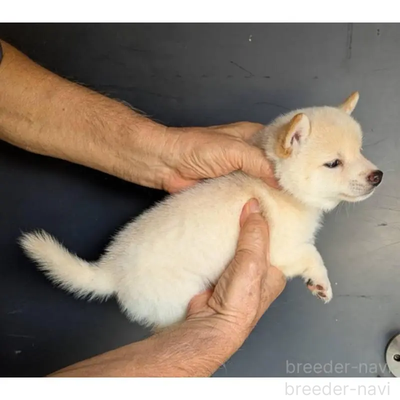 販売中の福岡県の豆柴-425539の3枚目