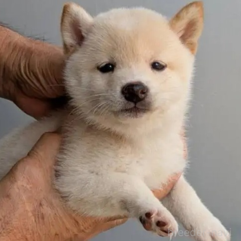 販売中の福岡県の豆柴-425539