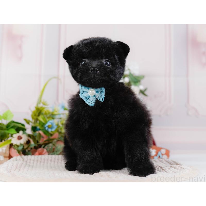 販売中の神奈川県のポメプー:ポメラニアン×トイプードル-425824の14枚目