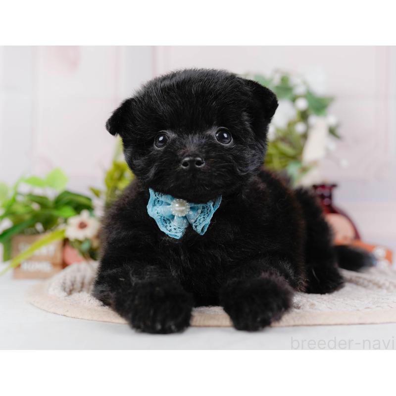 販売中の神奈川県のポメプー:ポメラニアン×トイプードル-425824の13枚目