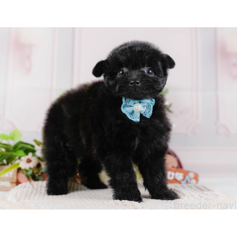 販売中の神奈川県のポメプー:ポメラニアン×トイプードル-425824の12枚目