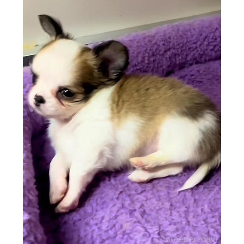 販売中の神奈川県のチワワ(ロングコート)-427308の3枚目