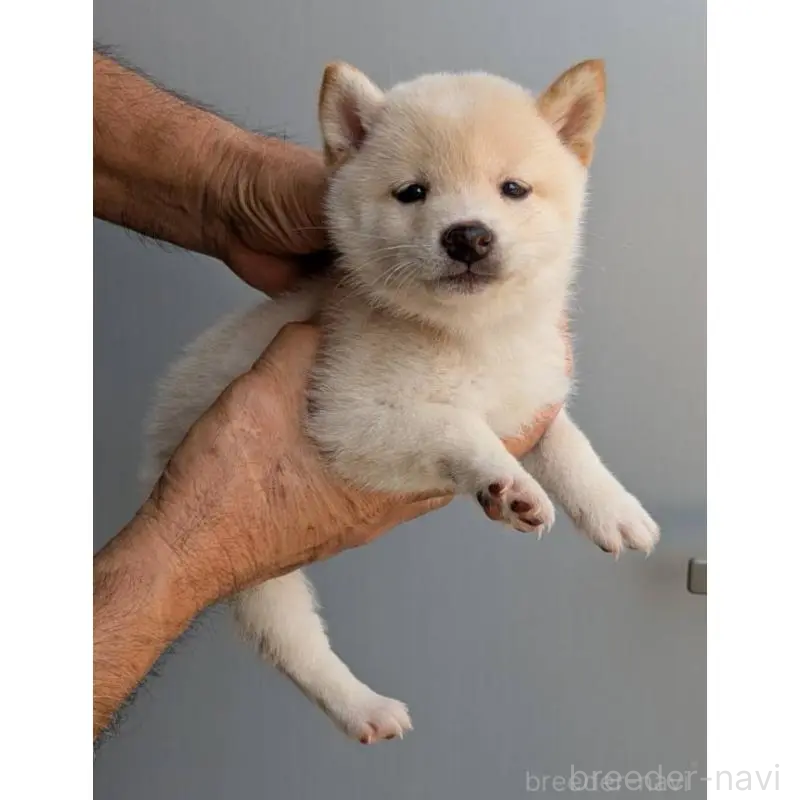 販売中の福岡県の豆柴-425539の2枚目