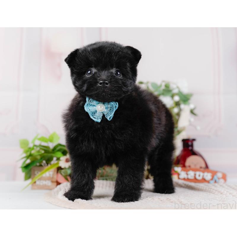 販売中の神奈川県のポメプー:ポメラニアン×トイプードル-425824の11枚目