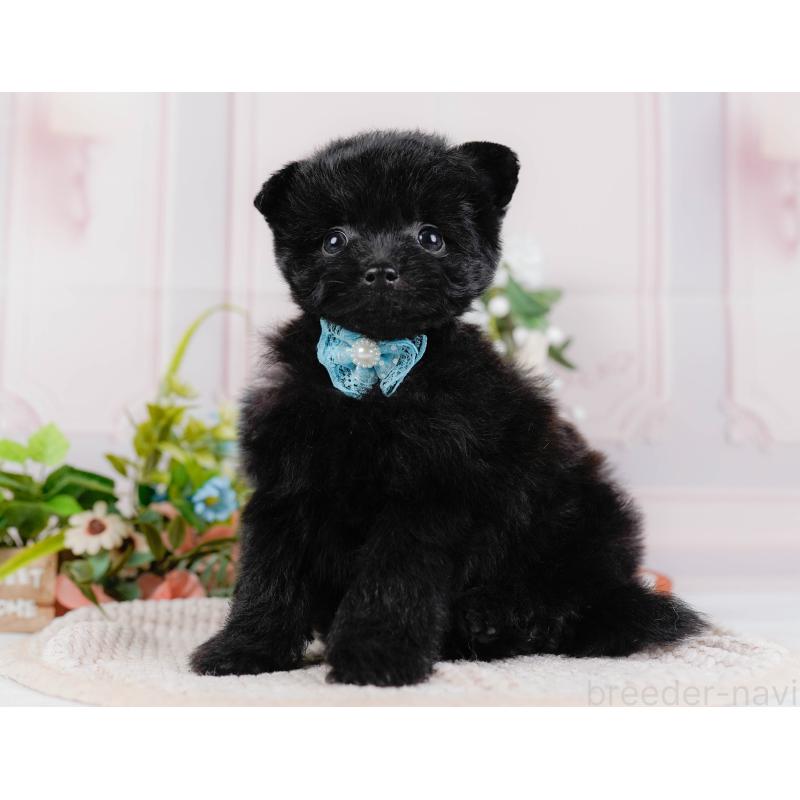 販売中の神奈川県のポメプー:ポメラニアン×トイプードル-425824の10枚目