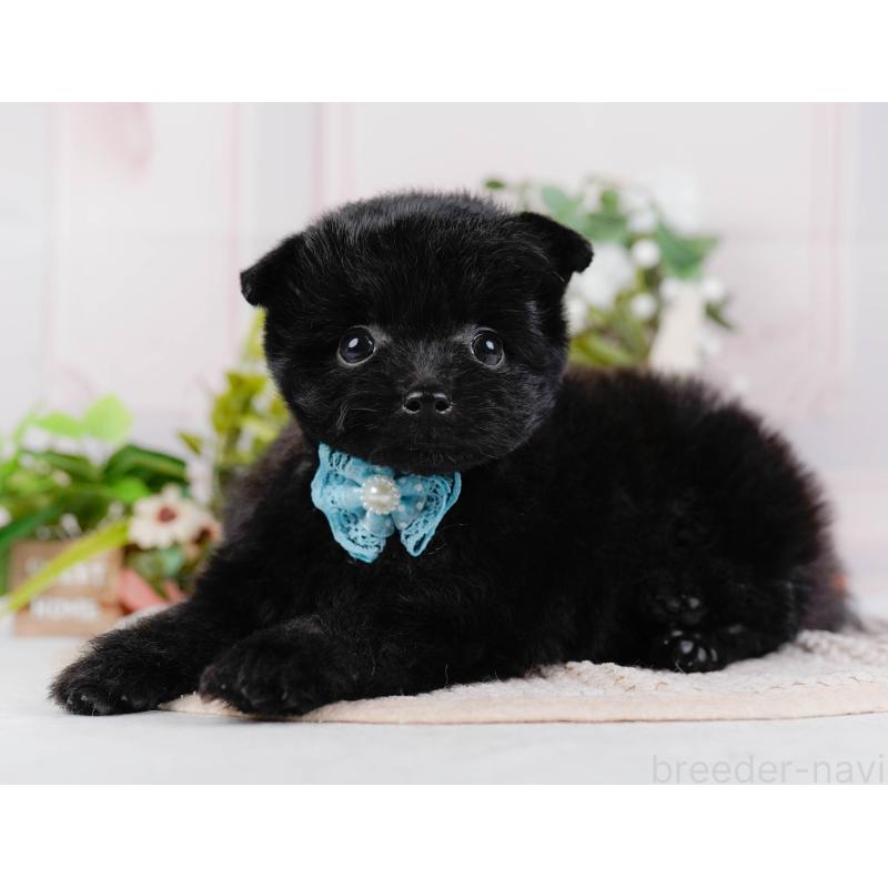 販売中の神奈川県のポメプー:ポメラニアン×トイプードル-425824の9枚目