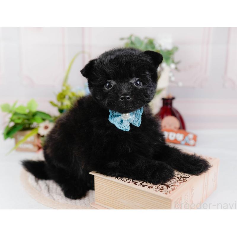 販売中の神奈川県のポメプー:ポメラニアン×トイプードル-425824の8枚目