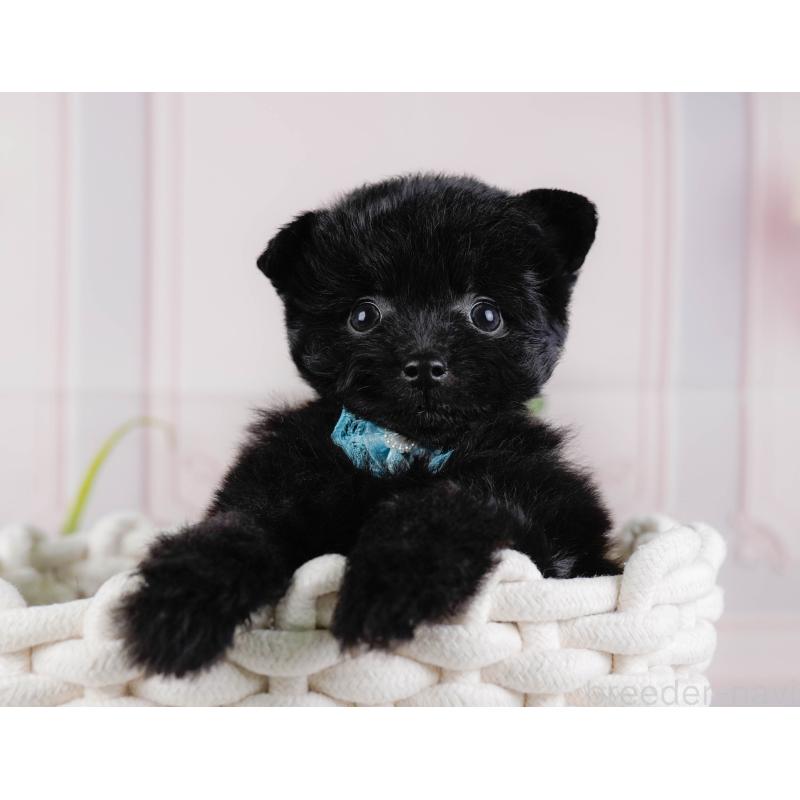 販売中の神奈川県のポメプー:ポメラニアン×トイプードル-425824の7枚目