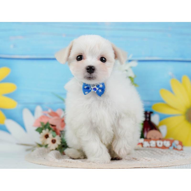 販売中の神奈川県のミックス犬-425860の14枚目