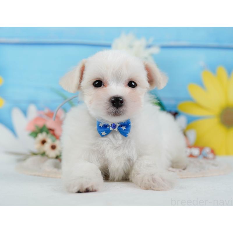 販売中の神奈川県のミックス犬-425860の13枚目