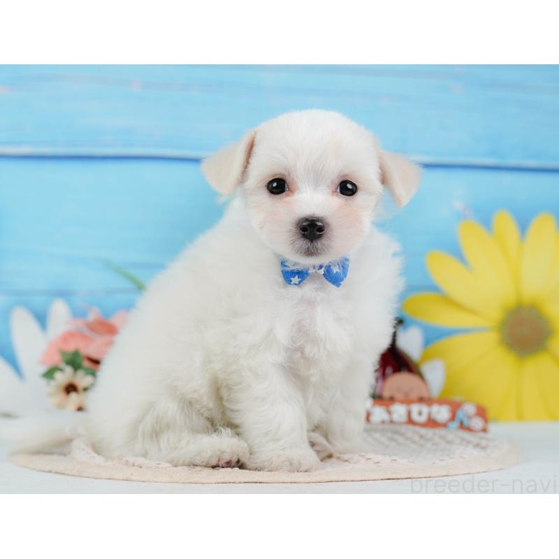 販売中の神奈川県のミックス犬-425860の12枚目