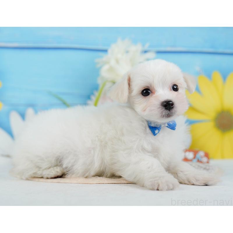 販売中の神奈川県のミックス犬-425860の11枚目