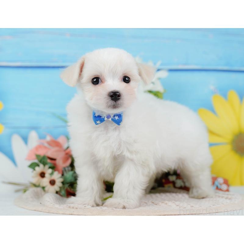 販売中の神奈川県のミックス犬-425860の10枚目