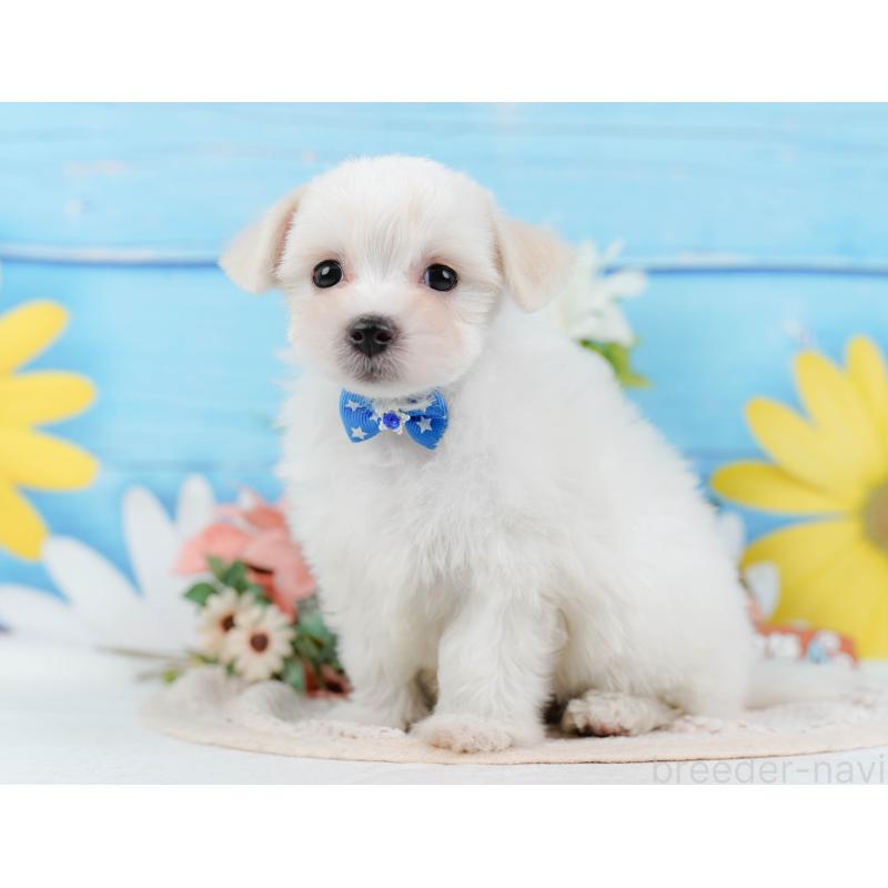 販売中の神奈川県のミックス犬-425860の9枚目