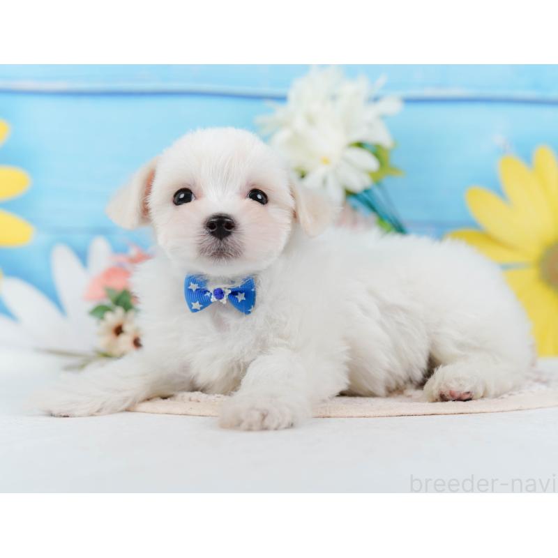 販売中の神奈川県のミックス犬-425860の8枚目