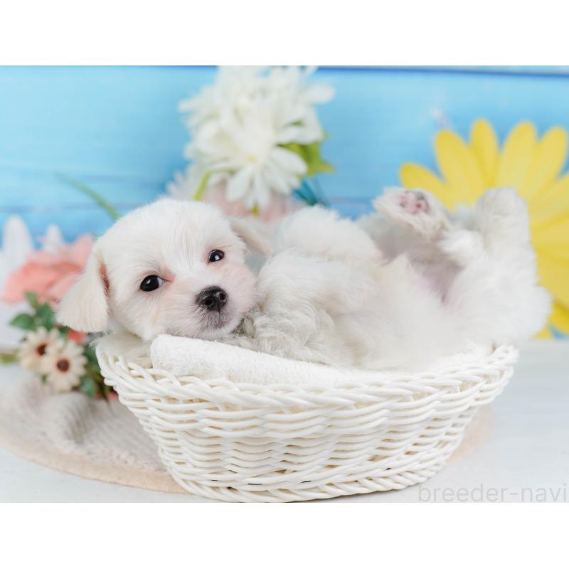 販売中の神奈川県のミックス犬-425860の7枚目