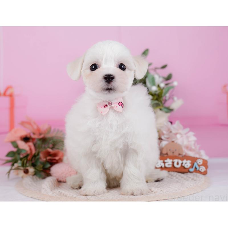 販売中の神奈川県のミックス犬-425870の14枚目