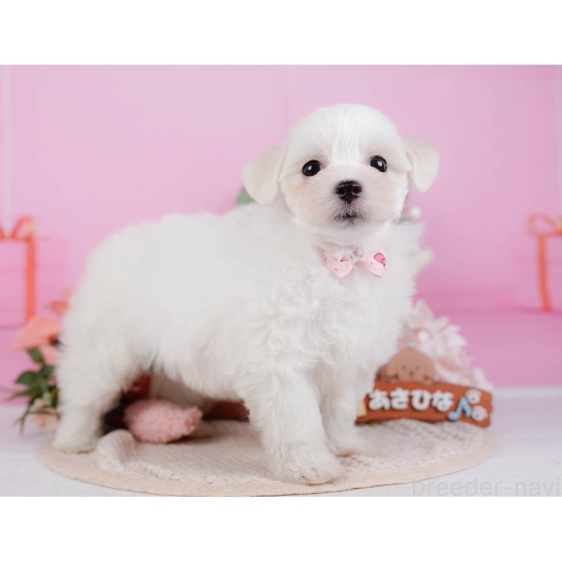 販売中の神奈川県のミックス犬-425870の13枚目