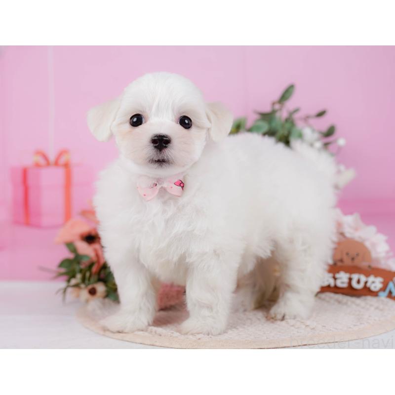 販売中の神奈川県のミックス犬-425870の12枚目