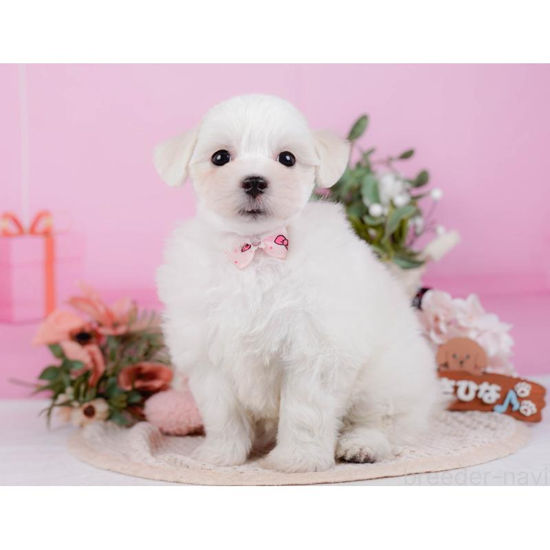 販売中の神奈川県のミックス犬-425870の11枚目