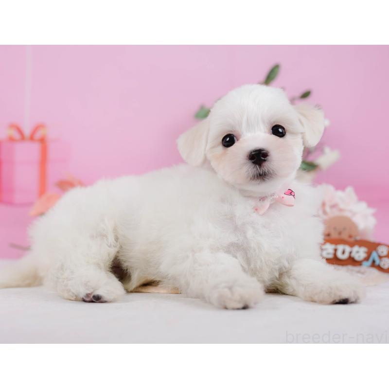 販売中の神奈川県のミックス犬-425870の10枚目