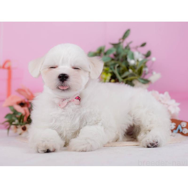 販売中の神奈川県のミックス犬-425870の9枚目