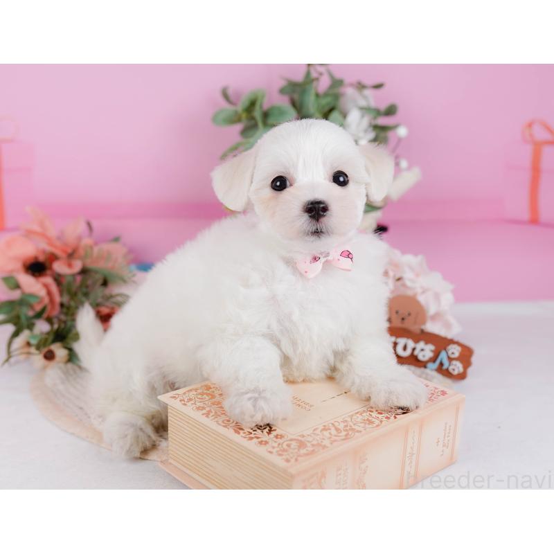 販売中の神奈川県のミックス犬-425870の8枚目