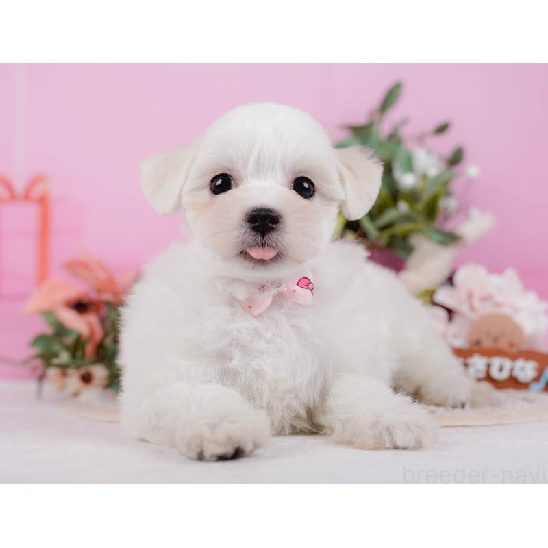 販売中の神奈川県のミックス犬-425870の7枚目