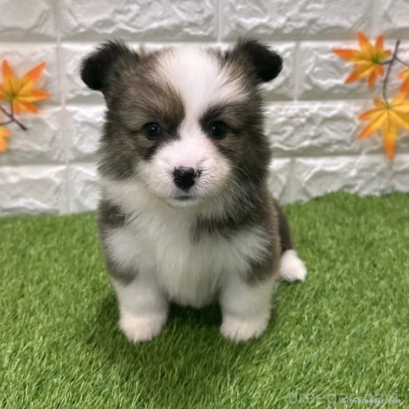 成約済の愛知県のウェルシュコーギーペンブローク-423495の1枚目