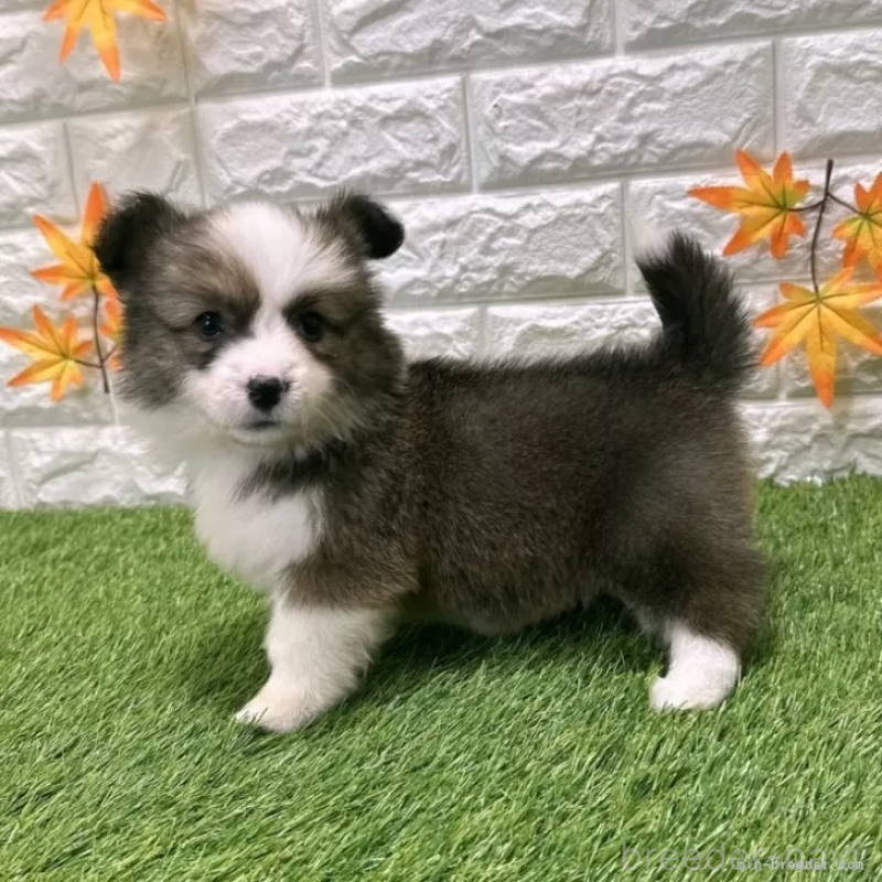 成約済の愛知県のウェルシュコーギーペンブローク-423495の5枚目