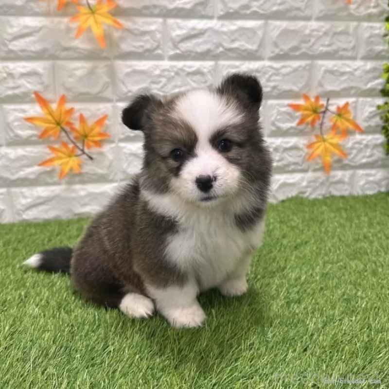 成約済の愛知県のウェルシュコーギーペンブローク-423495の4枚目