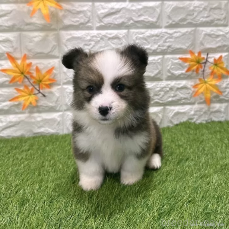 成約済の愛知県のウェルシュコーギーペンブローク-423495の3枚目