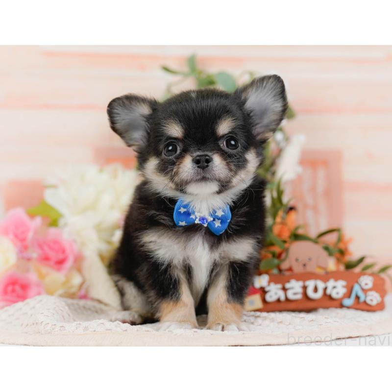 販売中の神奈川県のチワワ(ロングコート)-425937の14枚目