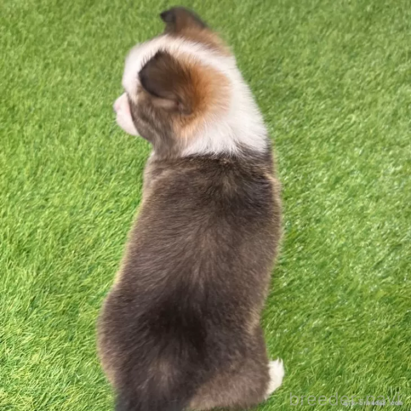 成約済の愛知県のウェルシュコーギーペンブローク-423495の2枚目