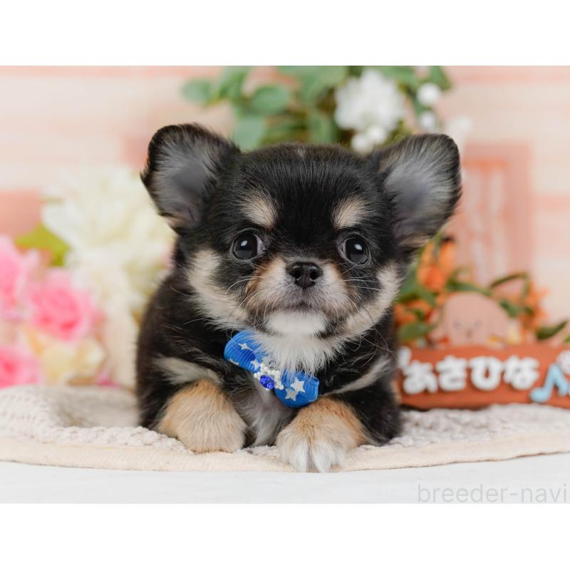 販売中の神奈川県のチワワ(ロングコート)-425937の13枚目